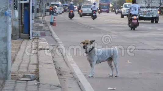 无家可归的灰狗在路上与过路的汽车和摩托车。 亚洲、泰国视频