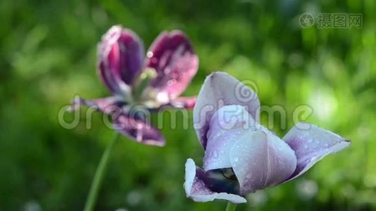 湿郁金香的花朵.视频