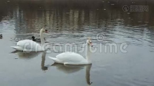 两只白色天鹅漂浮在一条河里。视频