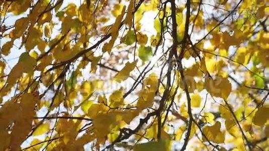 秋天的枫叶在风中摇曳，阳光灿烂视频