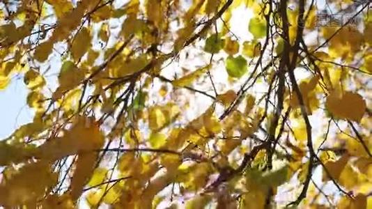 秋天的枫叶在风中摇曳，阳光灿烂视频
