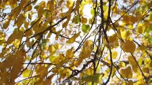 秋天的枫叶树在风中摇曳，阳光灿烂视频