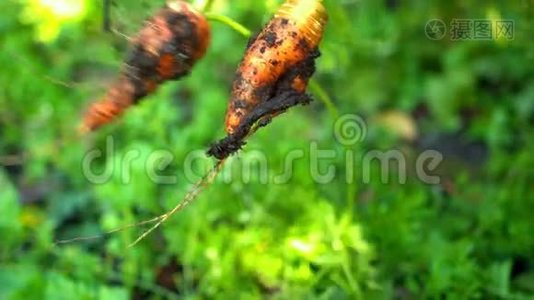 新鲜胡萝卜覆盖在土壤中摆动视频