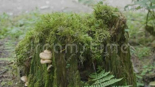 森林中长满苔藓的老树桩，根很大。 森林树桩上的苔藓视频
