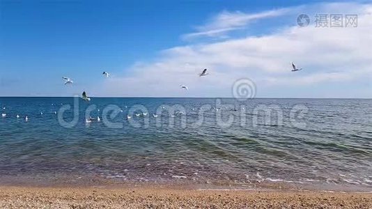 海鸥飞过海岸视频
