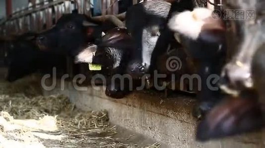农场的牛视频