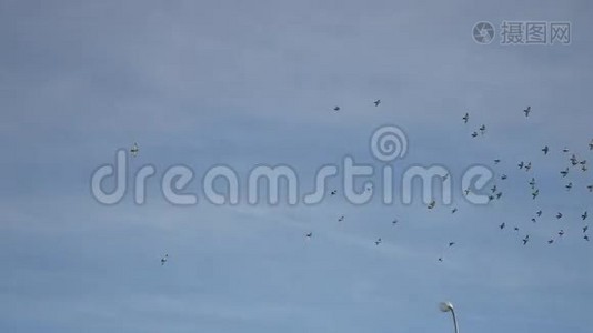 鸟儿在天空中盘旋，一群鸽子在蓝天上飞翔视频