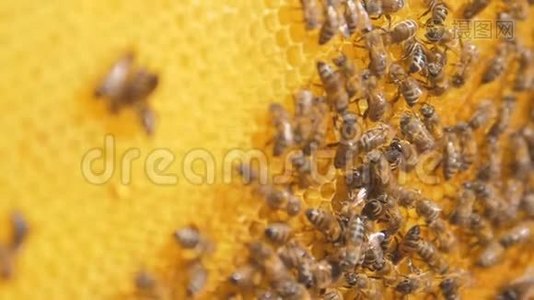 蜜蜂在蜂巢上的特写。选择性聚焦慢生活方式运动视频。 蜜蜂与蜂蜜和蜜蜂视频