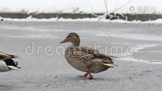 鸭子在雪地下在路上奔跑。 埃卡特林布尔视频