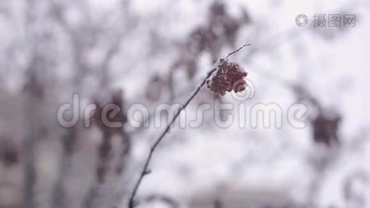 在树枝上撒满雪的红色振动浆果视频