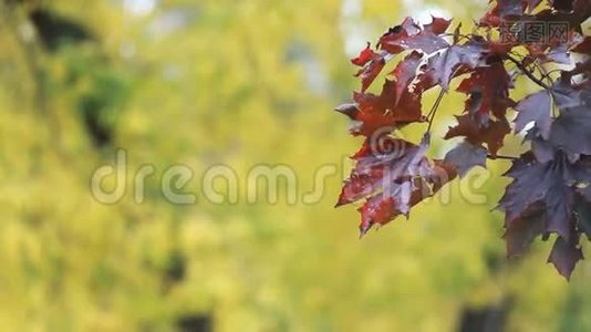 秋枫——鲜红的枫叶在风中颤动..视频