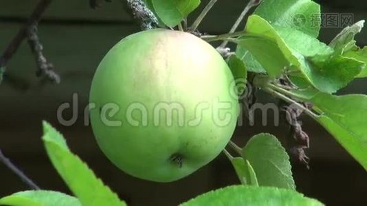 苹果树树枝上的绿苹果在视频