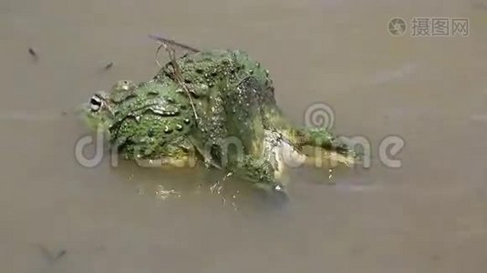 非洲巨型牛蛙产卵视频
