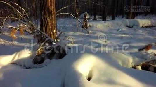 冬天的混合森林里，积雪覆盖着太阳视频
