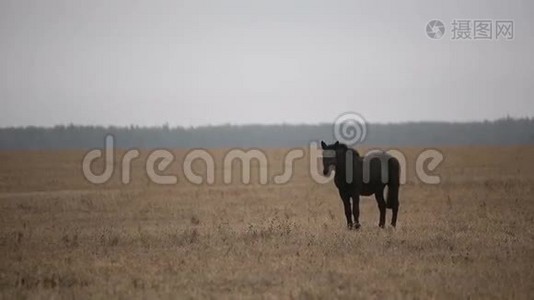 孤独的受伤黑马在秋天的田野视频