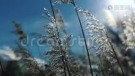 在阳光明媚的日子里，野草在风中摇曳。视频