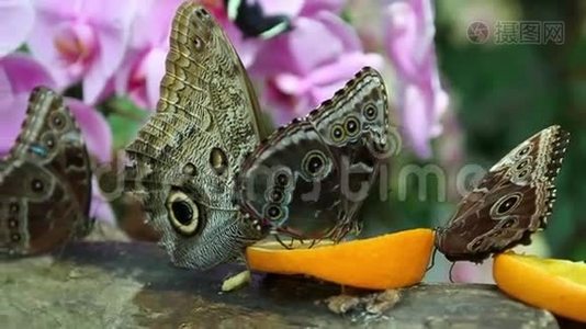 蝴蝶在吃东西视频