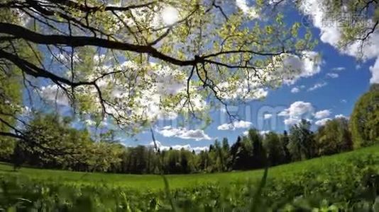美丽，明亮的夏季景观-草地后面的木头和前景中的树枝视频