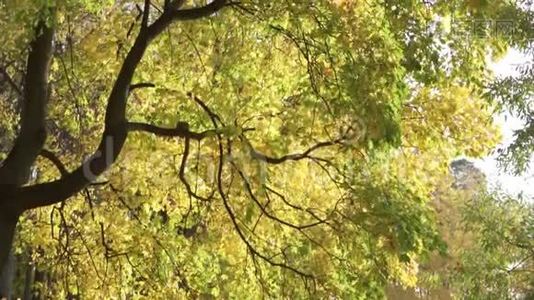 美丽的秋树视频