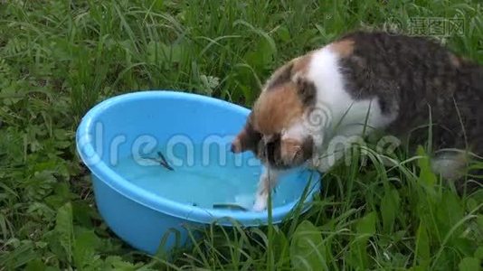 饥饿的可怜的猫用水从蓝色塑料碗里抓鱼视频