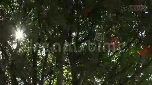 绿色公园罗湾树枝间阳光的反射视频