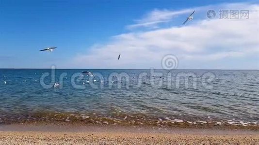 海鸥飞过海岸视频