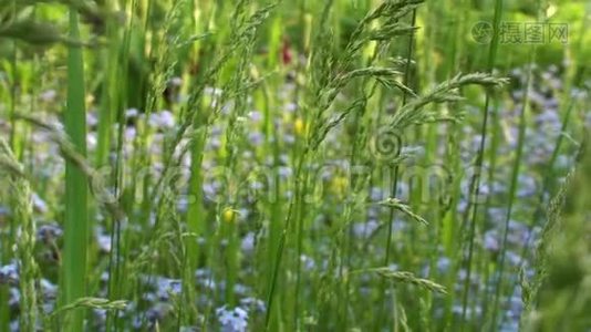 绿草和鲜花背景视频视频