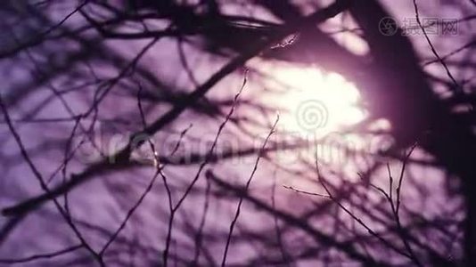 清晨阳光透过赤树枝照耀视频