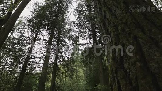 太平洋西北雨林树木视频