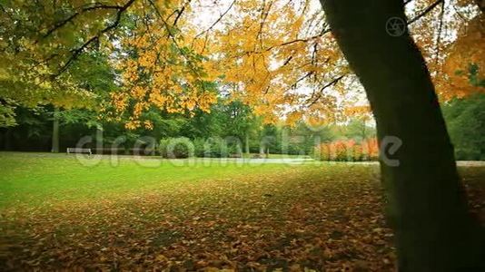 公园里美丽的秋树。 全高清机动滑块。 1080p视频