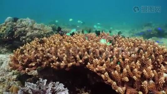 五颜六色的珊瑚和热带鱼。 珊瑚礁景观背景在深蓝色海洋中与鱼类和海洋生物。视频