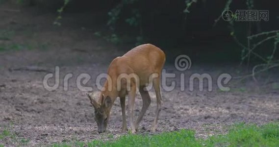 在森林里吼叫。视频