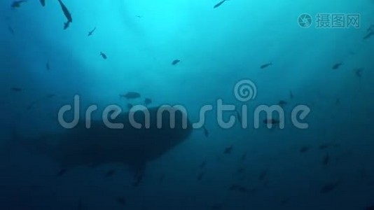 大型鲸鲨世界上最大的鱼水下视频视频