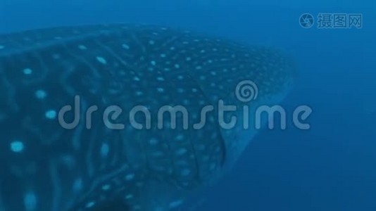 大型鲸鲨世界上最大的鱼水下视频视频