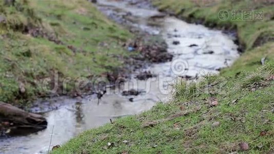 苔藓和草的公园溪流-美丽的英国乡村自然背景视频