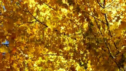 金色的枫叶。 康涅狄格州视频