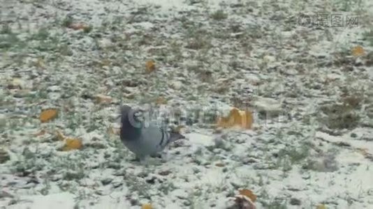 鸽子在冬天的背景下散步视频