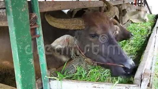 野牛和牛在摊子里，吃着食物，帕多克在农场视频