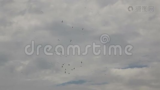 鸟儿在天空中聚集，剪影视频