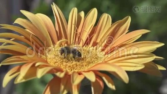 蜜蜂在黄花上采集花粉视频
