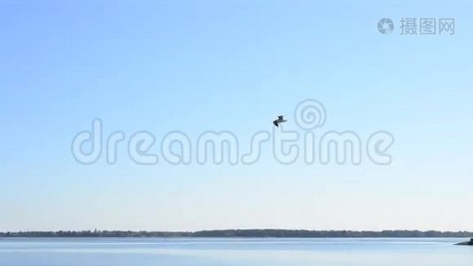 海鸥在天空中飞过水面视频