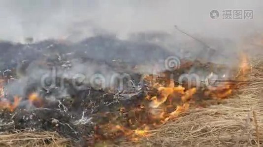 自然界中危险的野火，燃烧干草.. 林间空地上长满了黑草视频