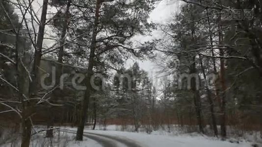 冬林路，松树.视频