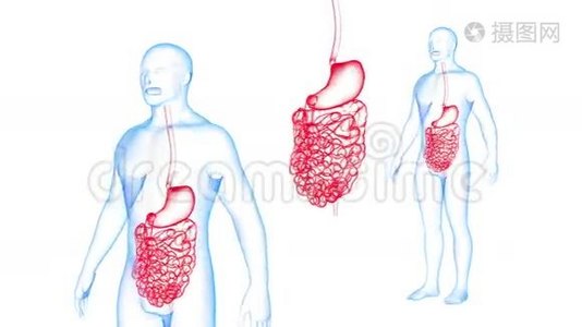 人体胃肠道X线效应循环旋转。 3D渲染视频