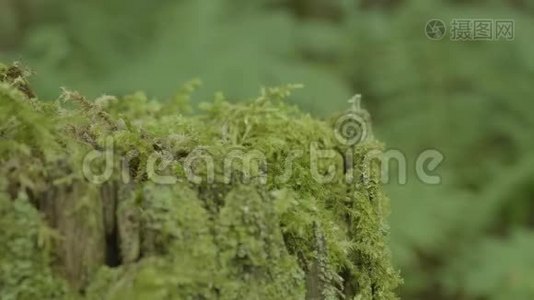 堆在森林里.. 长满青苔的老树桩.. 青苔云杉松针叶林公园木视频