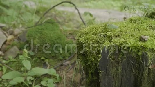 堆在森林里.. 长满青苔的老树桩.. 青苔云杉松针叶林公园木视频