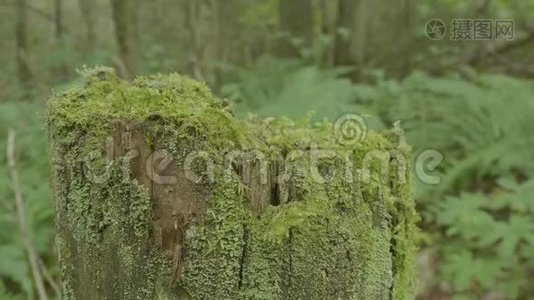 堆在森林里.. 长满青苔的老树桩.. 青苔云杉松针叶林公园木视频
