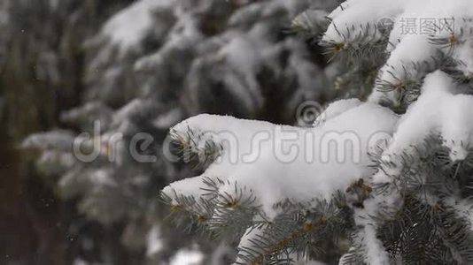 大雪纷飞。 雪覆盖松树枝视频