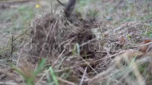 在自然元素干预后种植幼树进行森林再生视频