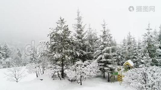 冬季喀尔巴阡山景观，白雪中的圣诞树..视频